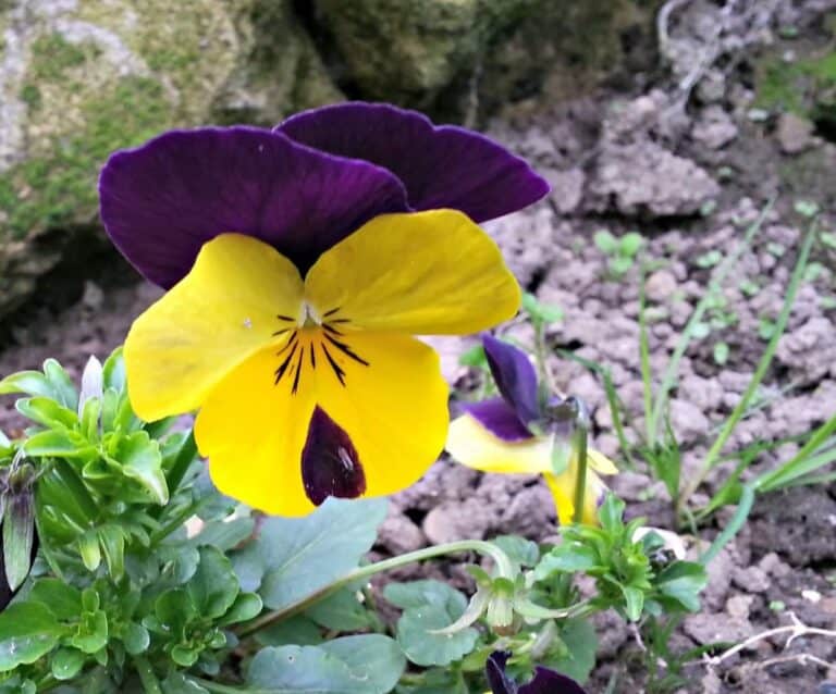 A close up of a flower