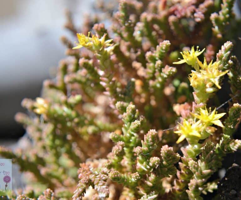 A close up of a flower