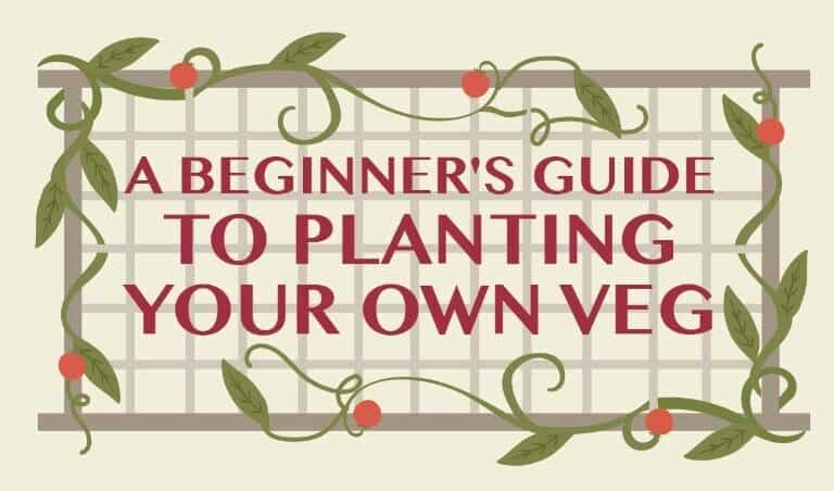 A close up of a flower