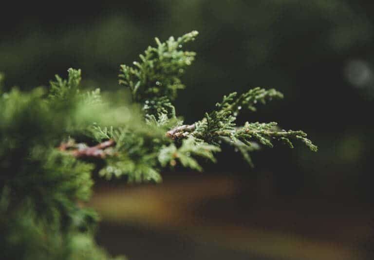 A close up of a tree
