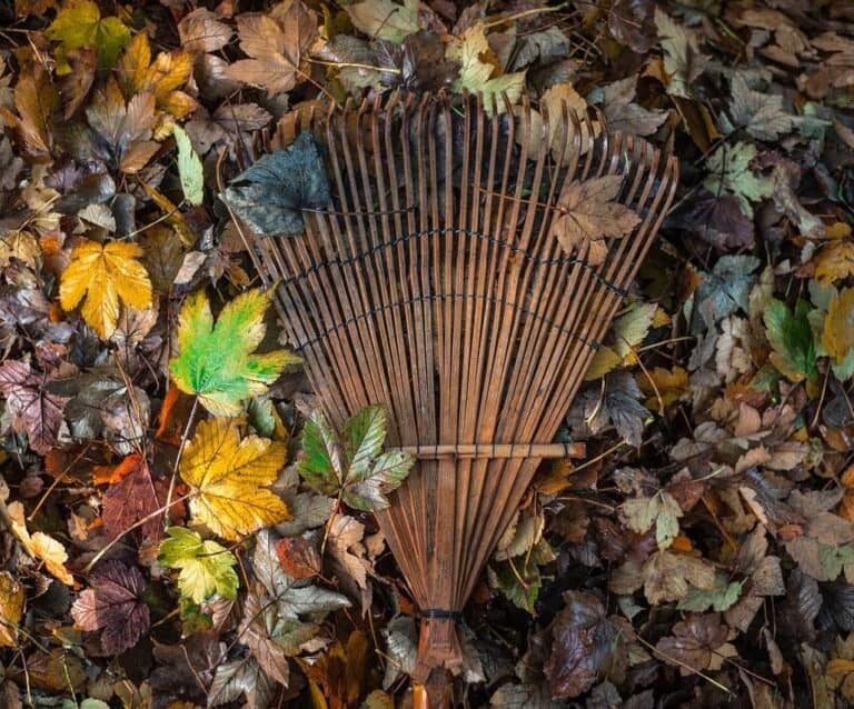 A close up of some grass