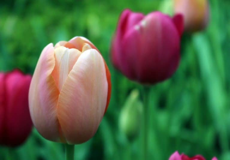 A close up of a person holding a flower