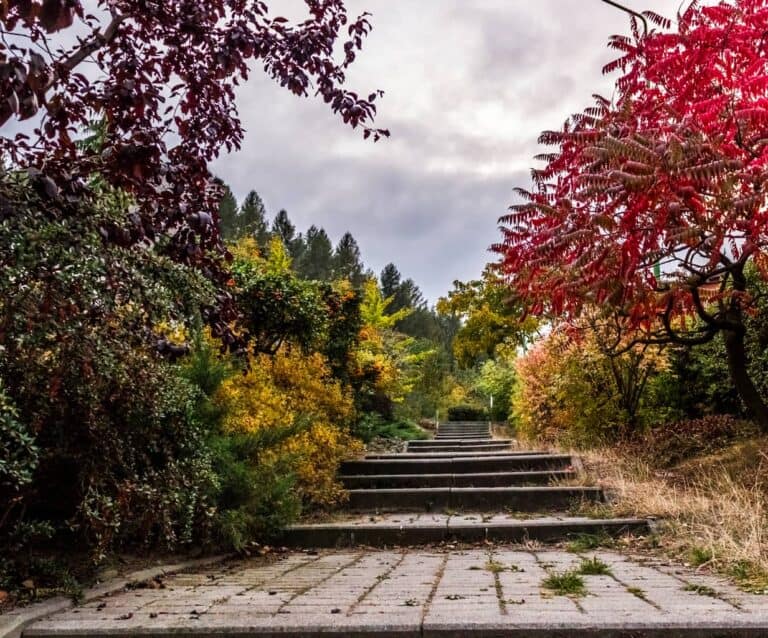 An empty park bench next to a tree