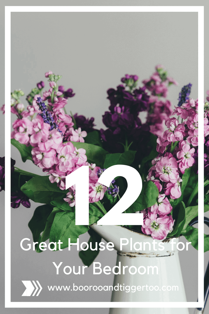 12 Great House Plants for Your Bedroom | A close up of a flower
