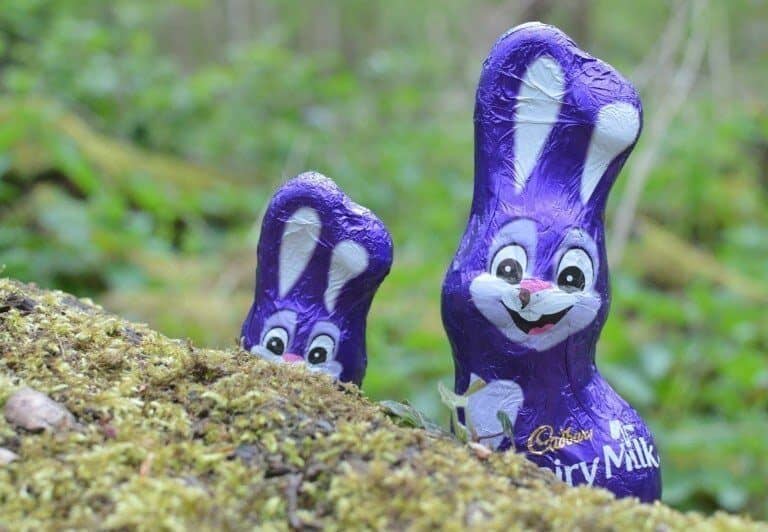 A close up of a bird