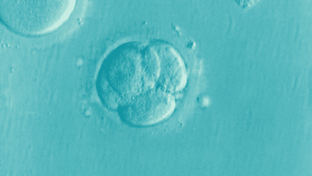 Motherhood After 30: Egg Donation – Secondary Infertility Solution?