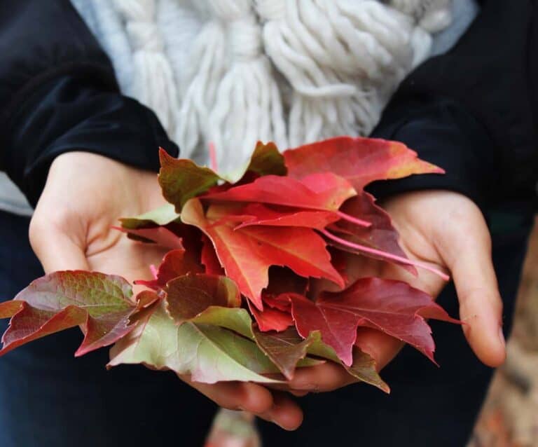 A close up of a flower