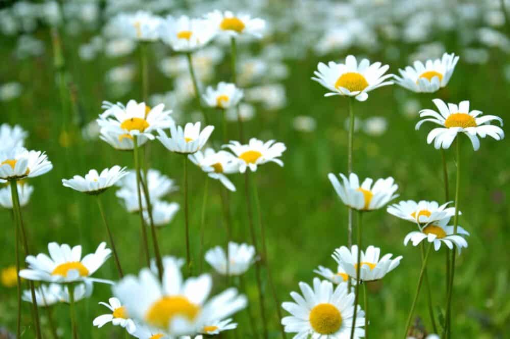 Don’t you think daisies are the friendliest flower?