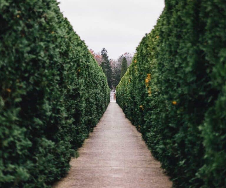 A close up of a tree