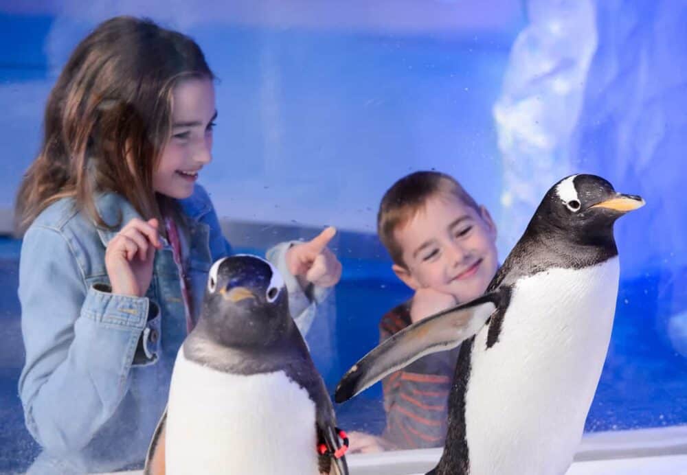 February Half-Term at SEA LIFE London