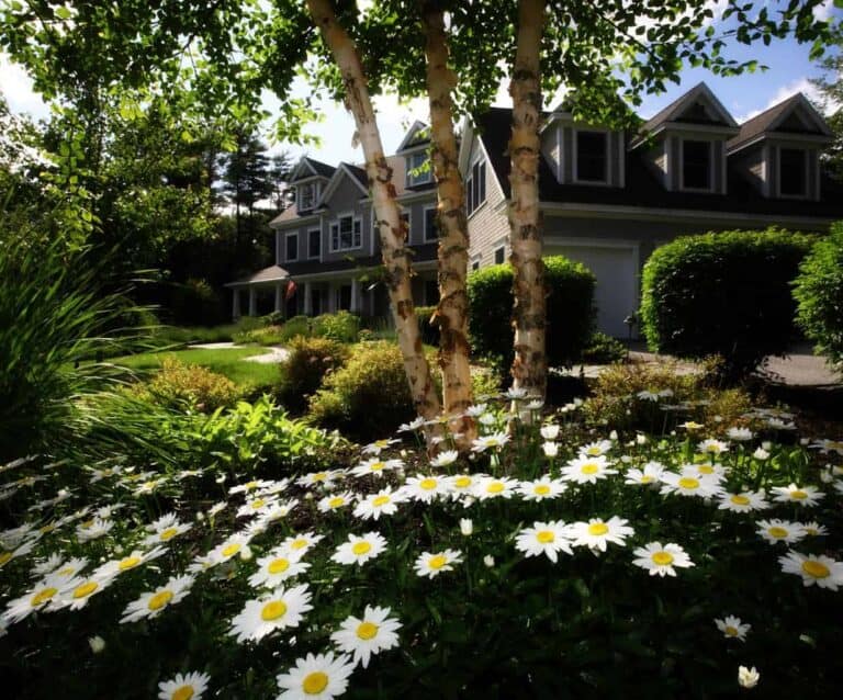 A close up of a flower garden in front of a house