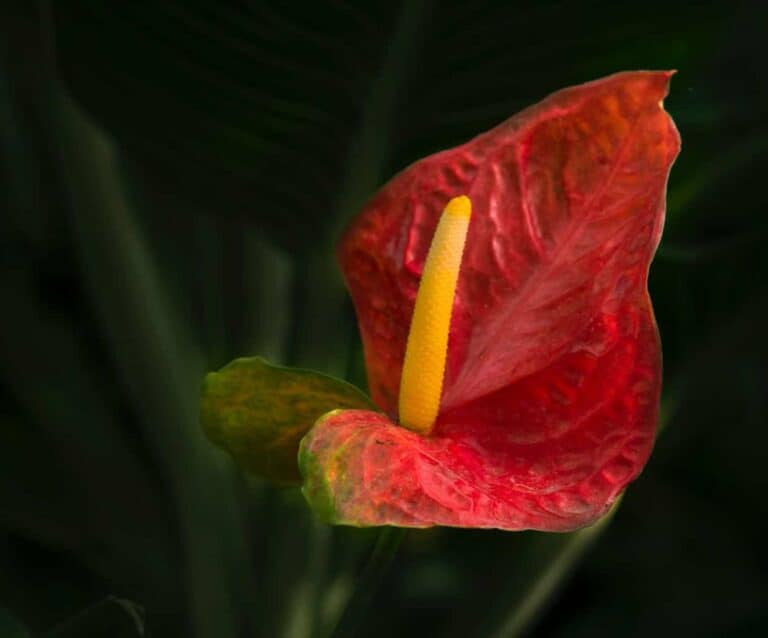 A close up of a flower