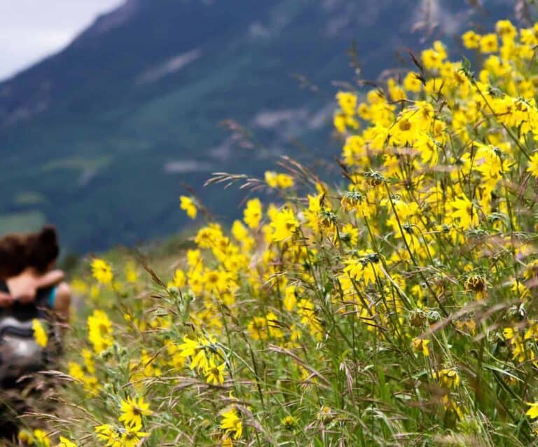 A close up of a flower