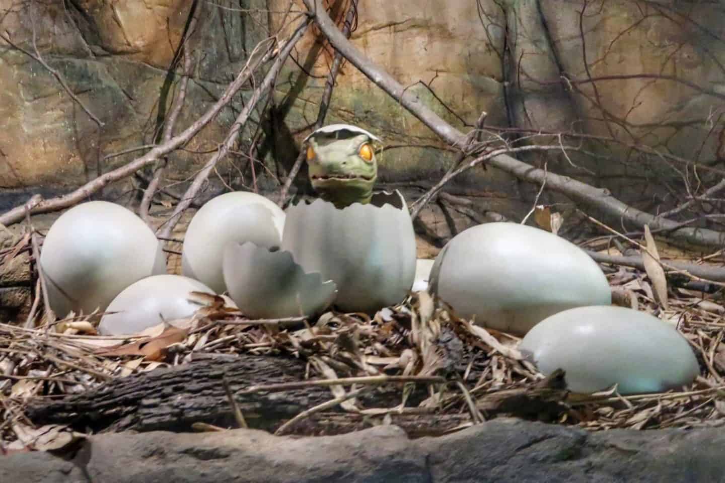 A nest next to a rock