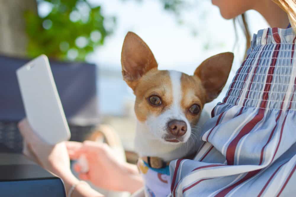 Tips for Bringing Your Dog on a Road Trip