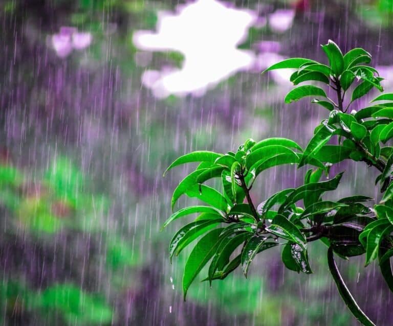 A close up of a green plant