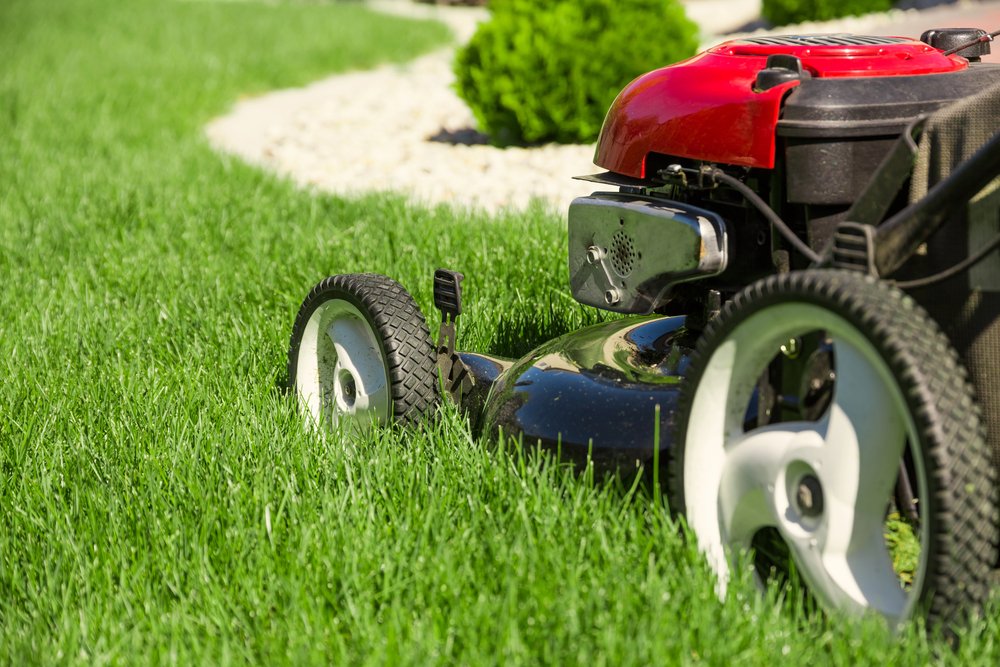 Green lawn with stripes How to Ensure a Green Lawn in a Dry Climate