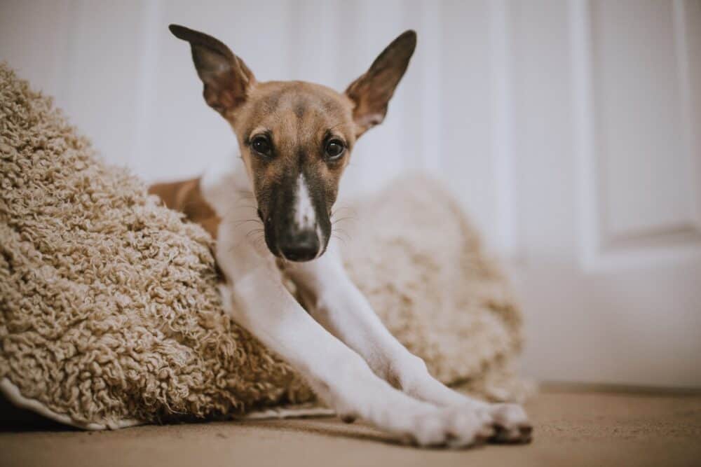 How To Calm Your Dog Before Bedtime