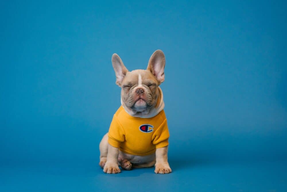 Best Family Films Featuring Dogs