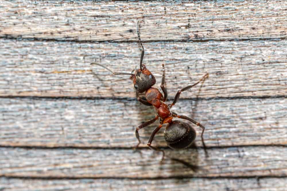 How to Keep Ants Out of Your Home