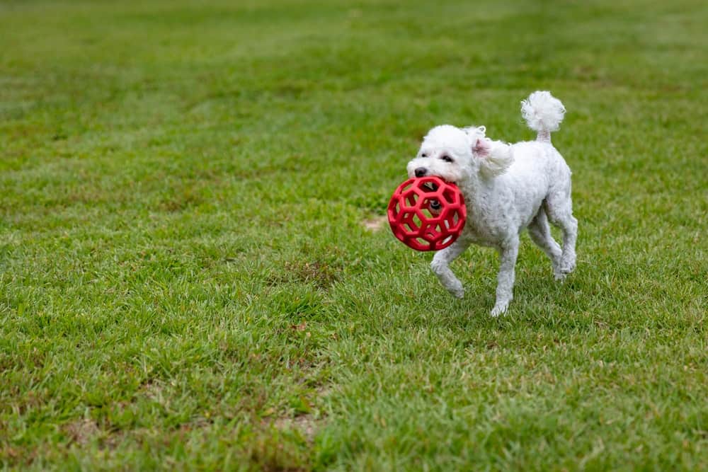 Best dogs for a young family - Poodle