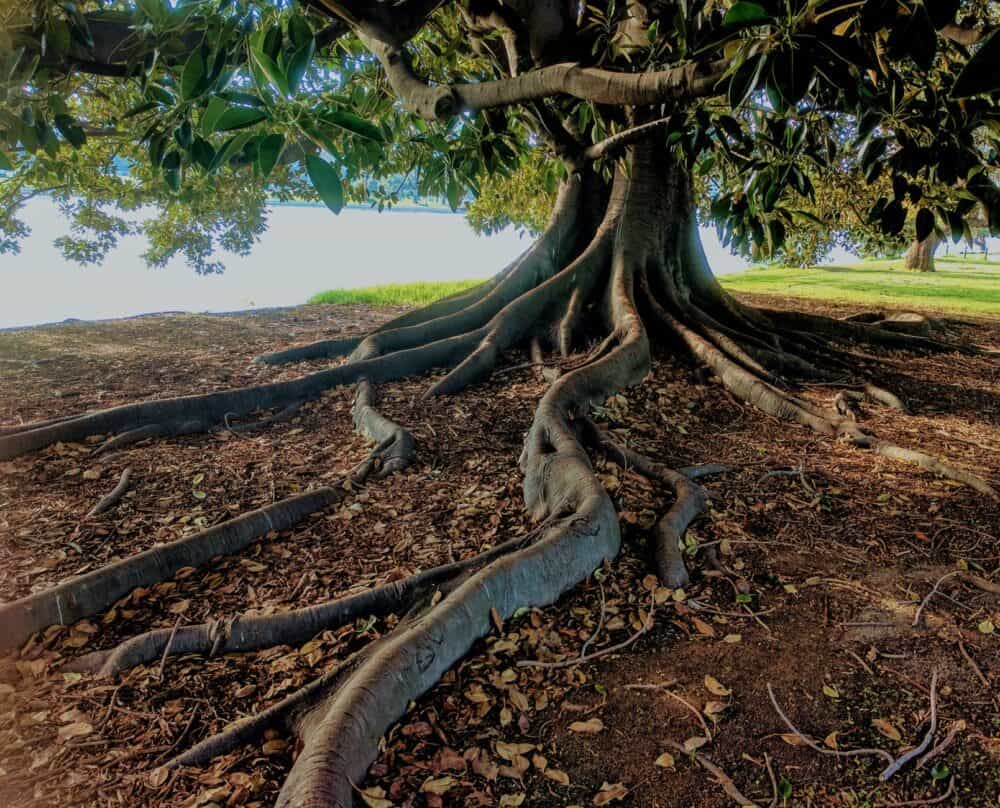 The Root of the Issue: The Right Habits for Planting Trees in Your Garden