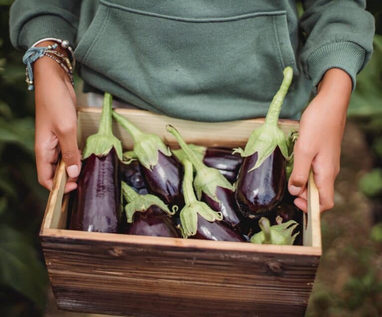 crop harvester with fresh eggplants in box