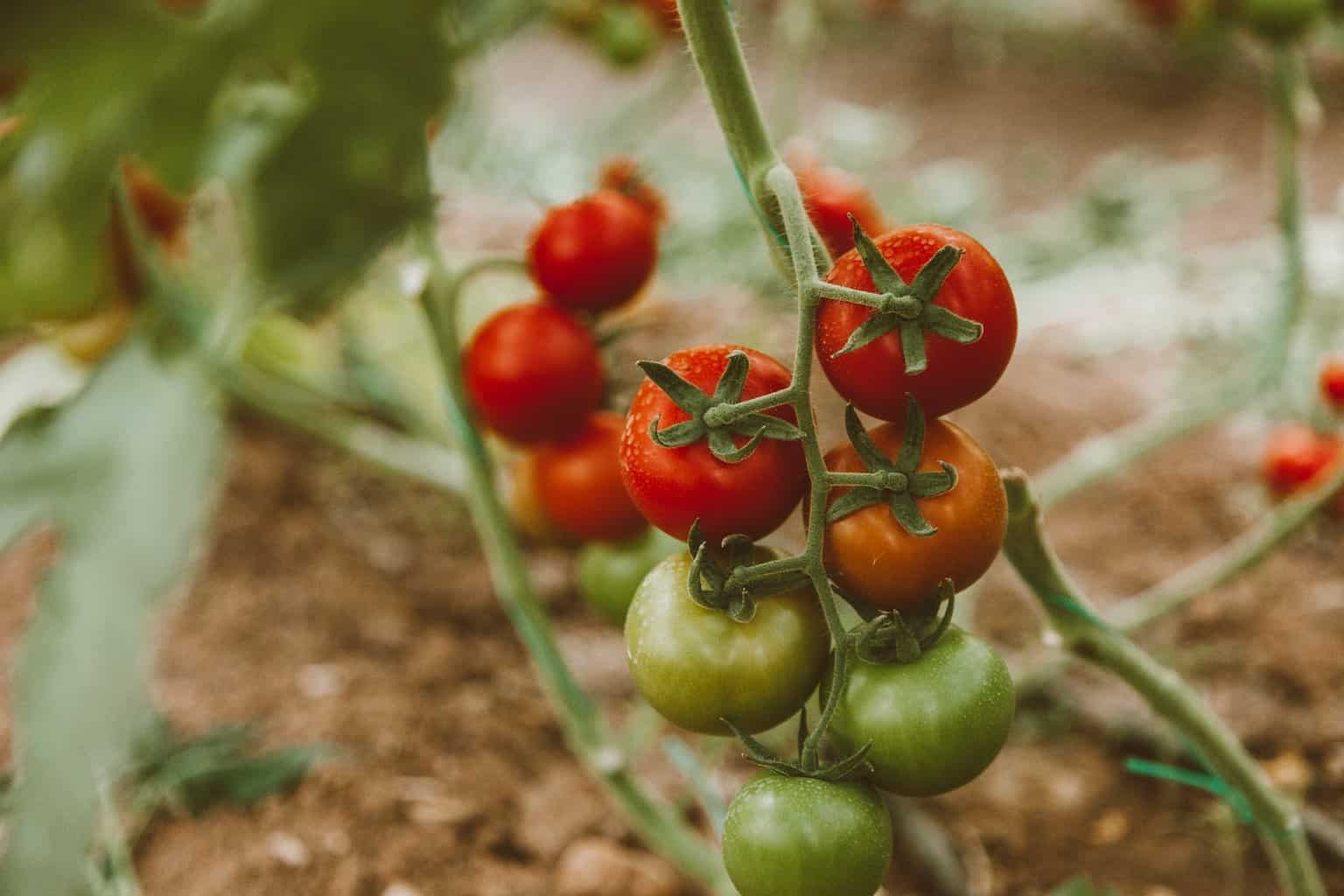 red and green tomato fruits - ways to make your garden as eco-friendly as possible