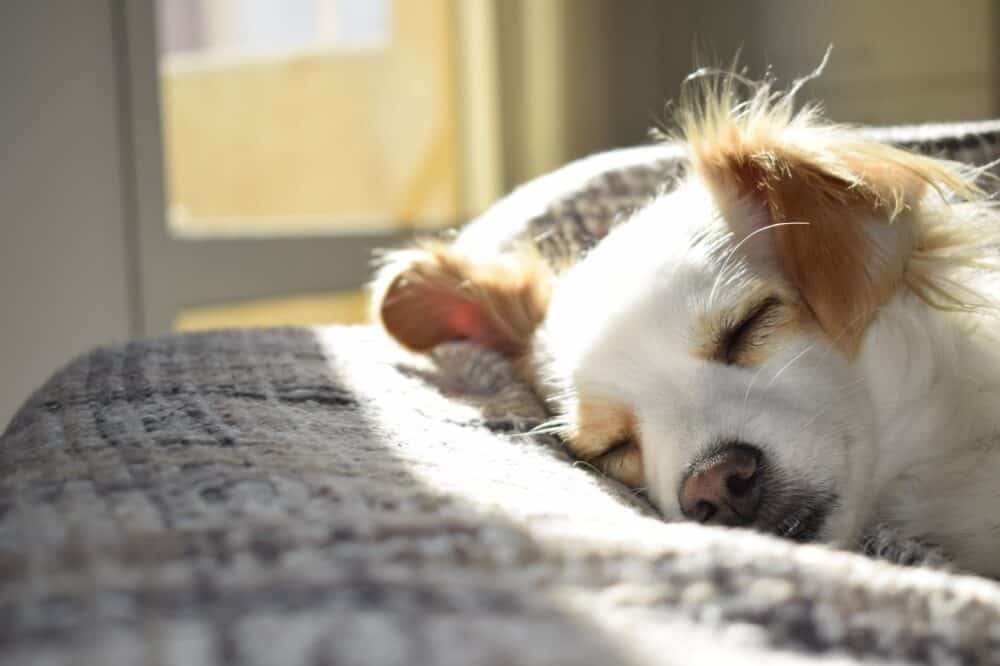 How to Look After Your Dog Correctly in 2023