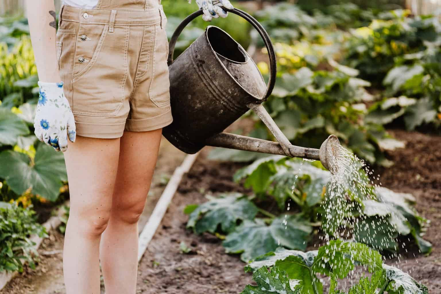 person in brown shorts watering the plants - Spring Gardening Checklist for 2023