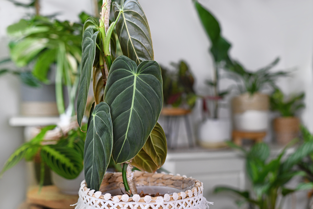 How to Keep Indoor Plants Warm in Winter - Essential Tips for a Thriving Winter Garden