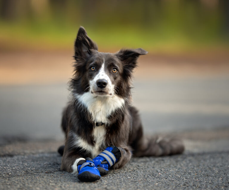 Choosing the Right Dog Boots for Every Occasion