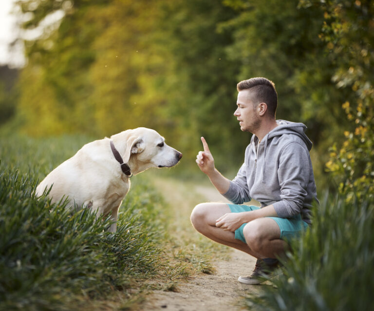 The Ultimate Guide to Successfully Training the Family Dog