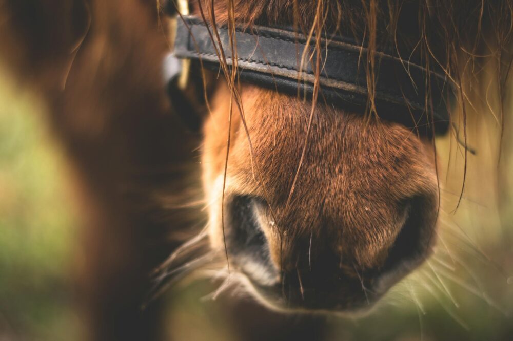 Creating the Perfect Home for Your Horses: Essential Considerations