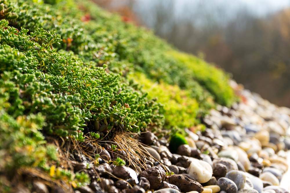 A micro-habitat doesn’t need sprawling space. It needs intention. And roofs — be they modest in size or expansive — can support wildflowers, bees, native grasses, butterflies, and fungi.