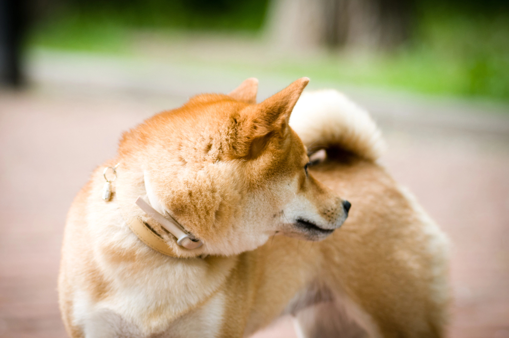 5 Tips to Pick a Non-Toxic Flea Collar That’s Safe Around Kids