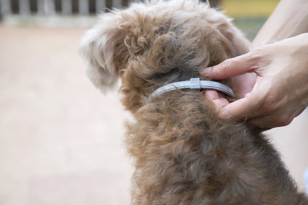 5 Tips to Pick a Non-Toxic Flea Collar That’s Safe Around Kids