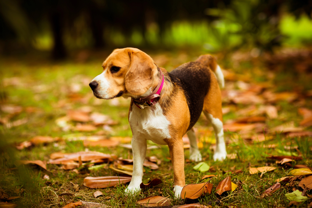 5 Tips to Pick a Non-Toxic Flea Collar That’s Safe Around Kids