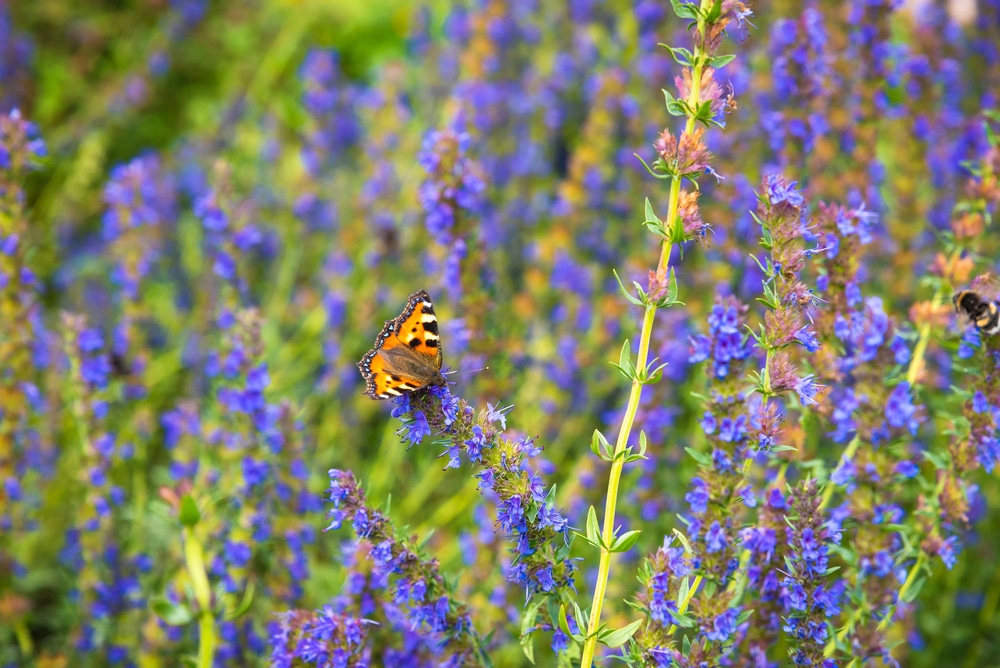 How to Create a Wildlife Garden That Children Will Love