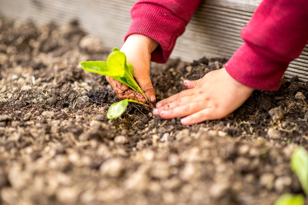 How to Create a Wildlife Garden That Children Will Love