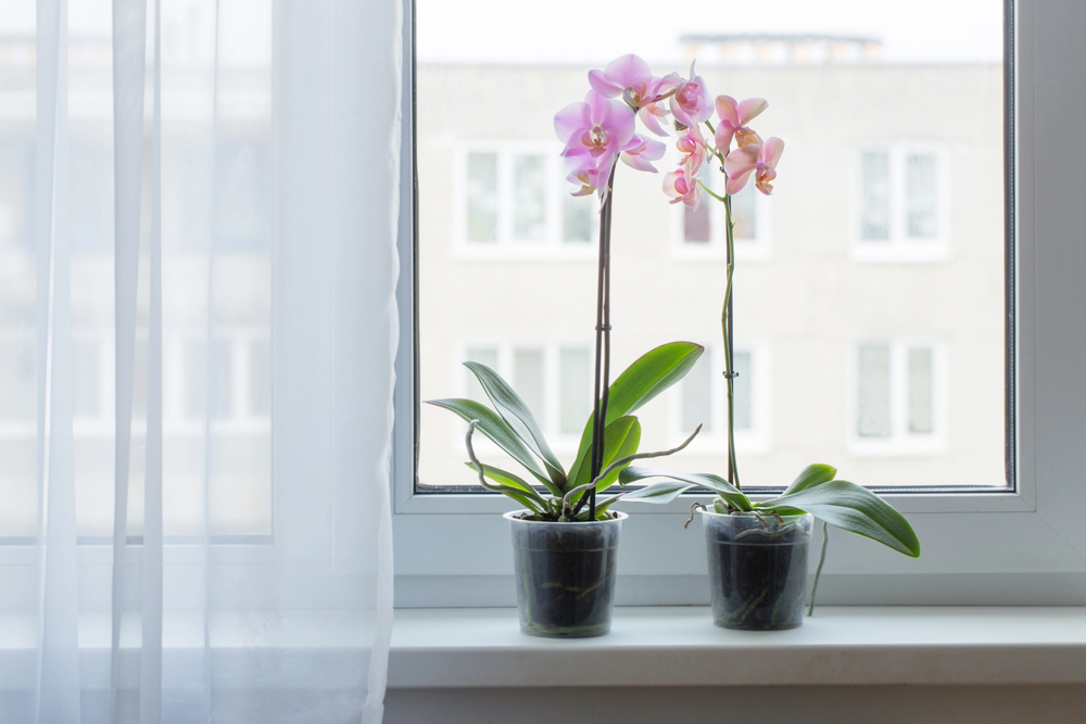 Mastering Orchid Care for Beginners: A Comprehensive Guide to Thriving Blooms at Home