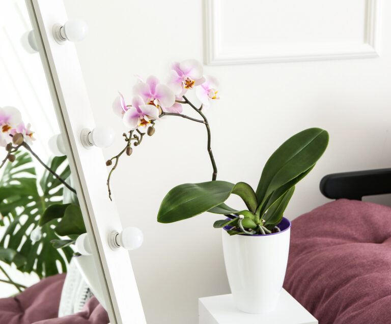 Mastering Orchid Care for Beginners: A Comprehensive Guide to Thriving Blooms at Home
