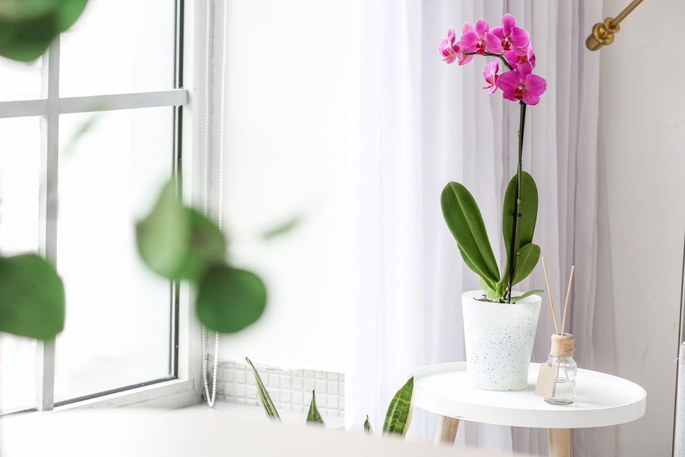 Mastering Orchid Care for Beginners: A Comprehensive Guide to Thriving Blooms at Home