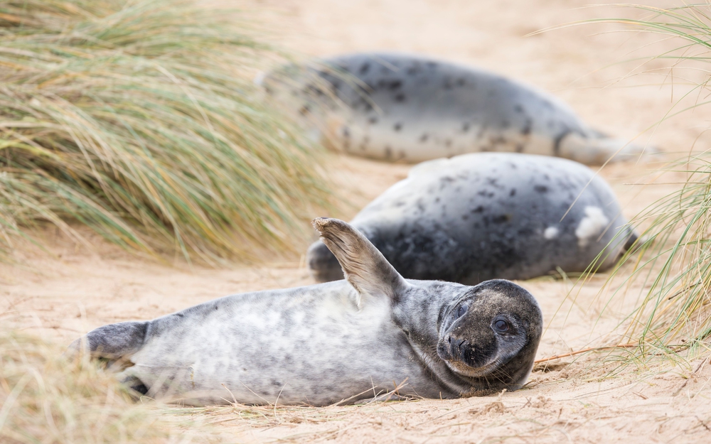 Connecting Kids with Nature: Outdoor Activities and Wildlife Spotting on Coastal Getaways