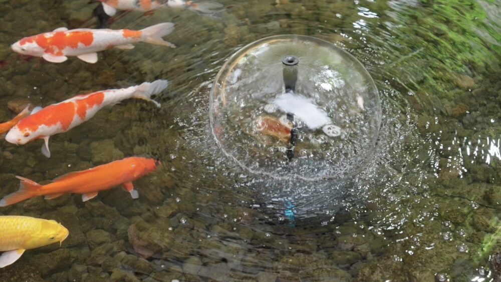 Formula for a Balanced Pond: Fish, Plants, and Flow